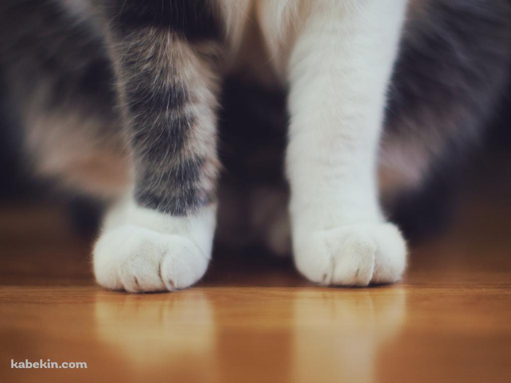 フローリングに座る猫の脚のアップの壁紙(1024px x 768px) 高画質 PC・デスクトップ用