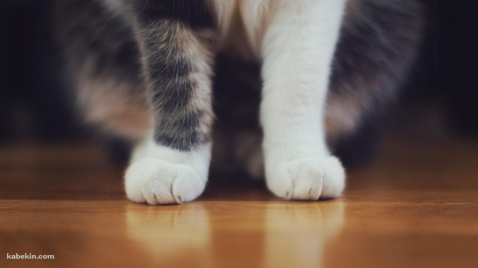 フローリングに座る猫の脚のアップの壁紙(1536px x 864px) 高画質 PC・デスクトップ用