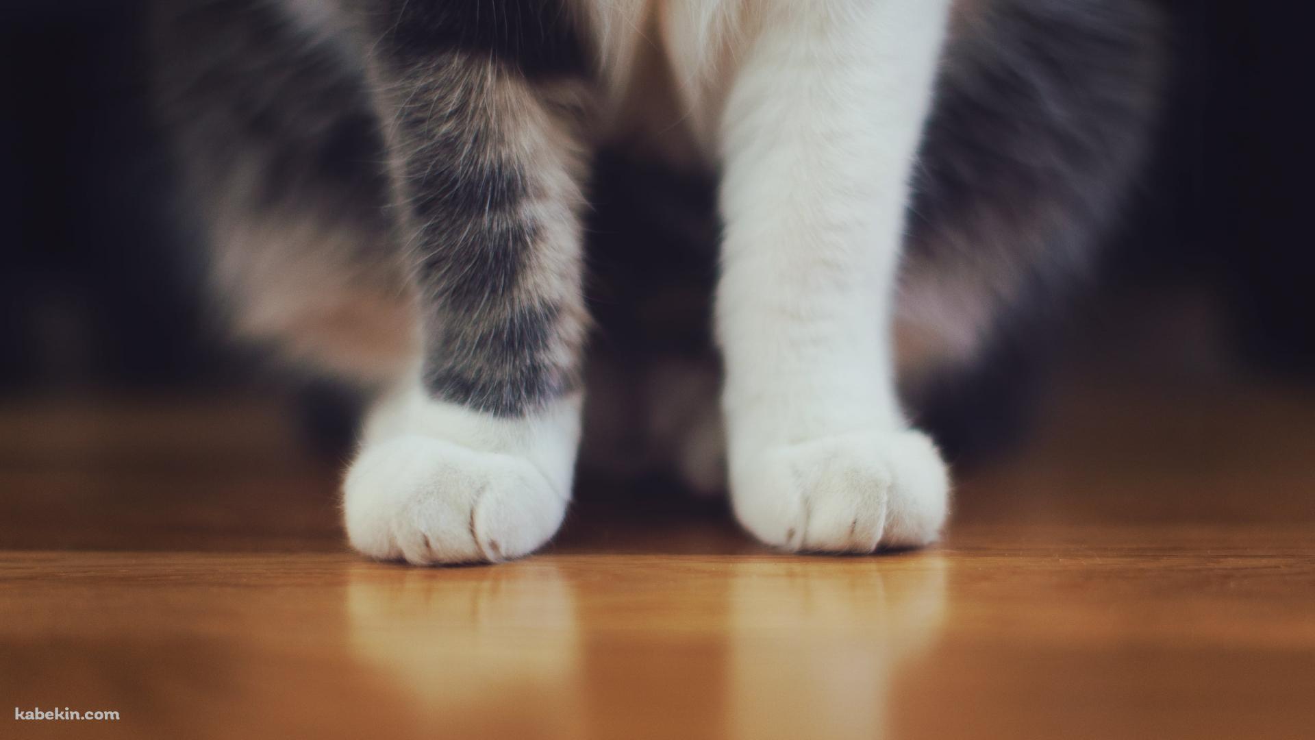 フローリングに座る猫の脚のアップの壁紙(1920px x 1080px) 高画質 PC・デスクトップ用