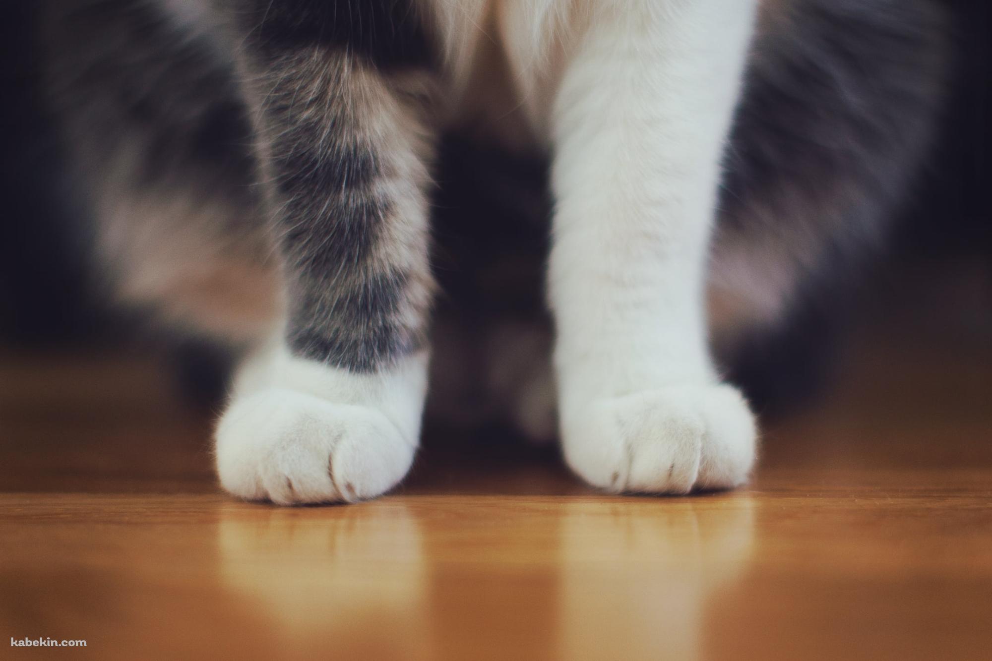 フローリングに座る猫の脚のアップの壁紙(2000px x 1333px) 高画質 PC・デスクトップ用