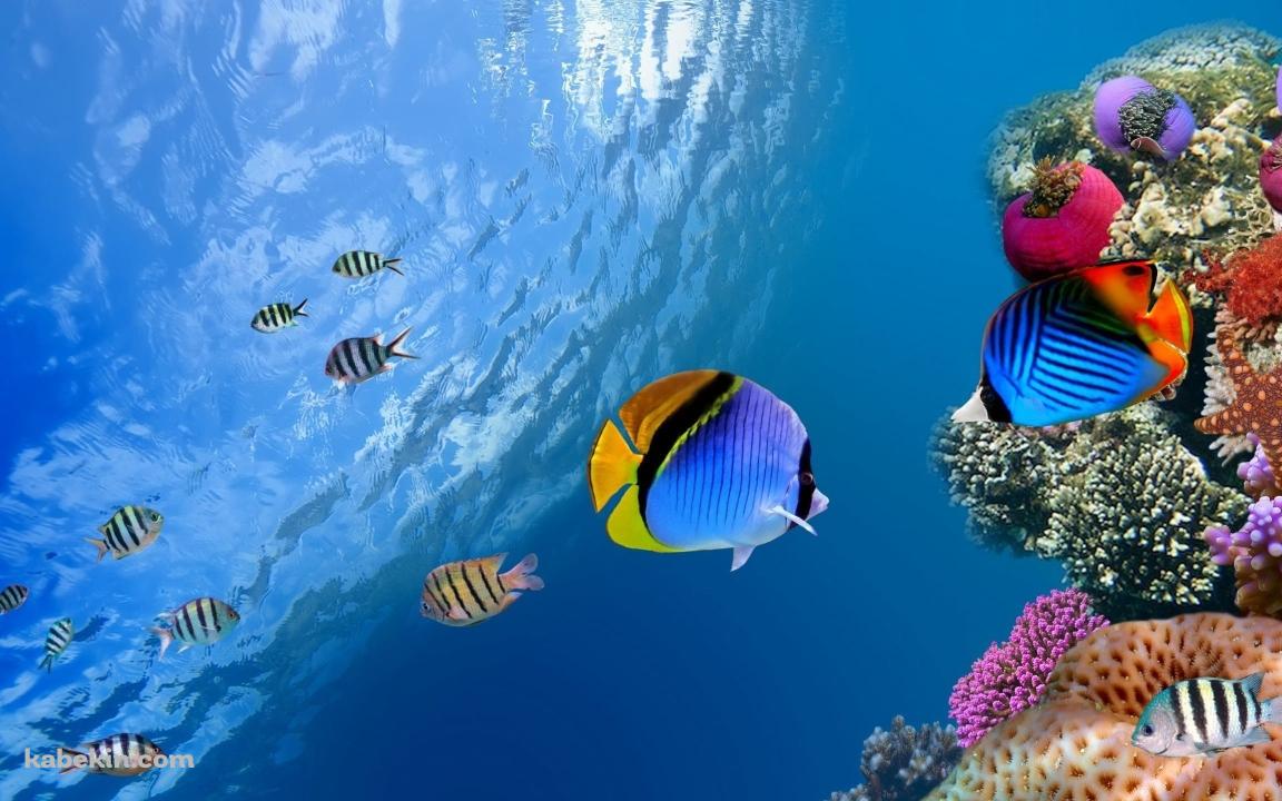 透き通った海と熱帯魚と珊瑚の壁紙(1152px x 720px) 高画質 PC・デスクトップ用