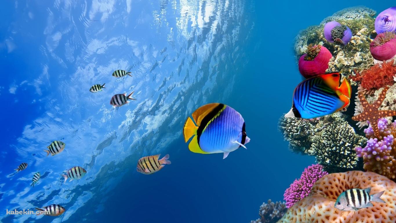 透き通った海と熱帯魚と珊瑚の壁紙(1366px x 768px) 高画質 PC・デスクトップ用