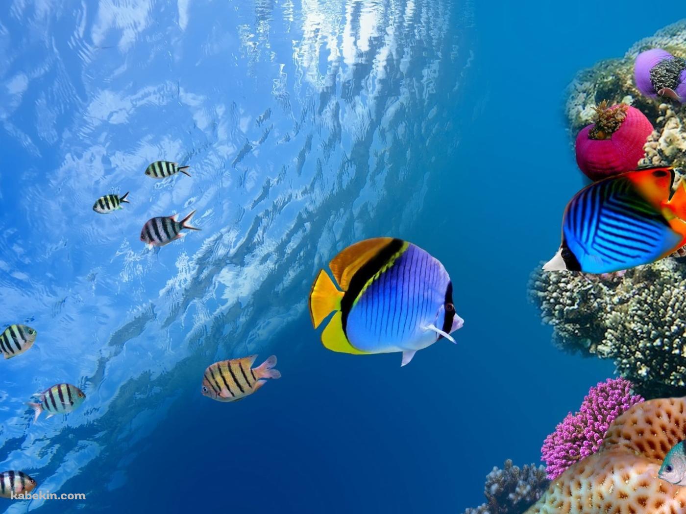 透き通った海と熱帯魚と珊瑚の壁紙(1400px x 1050px) 高画質 PC・デスクトップ用