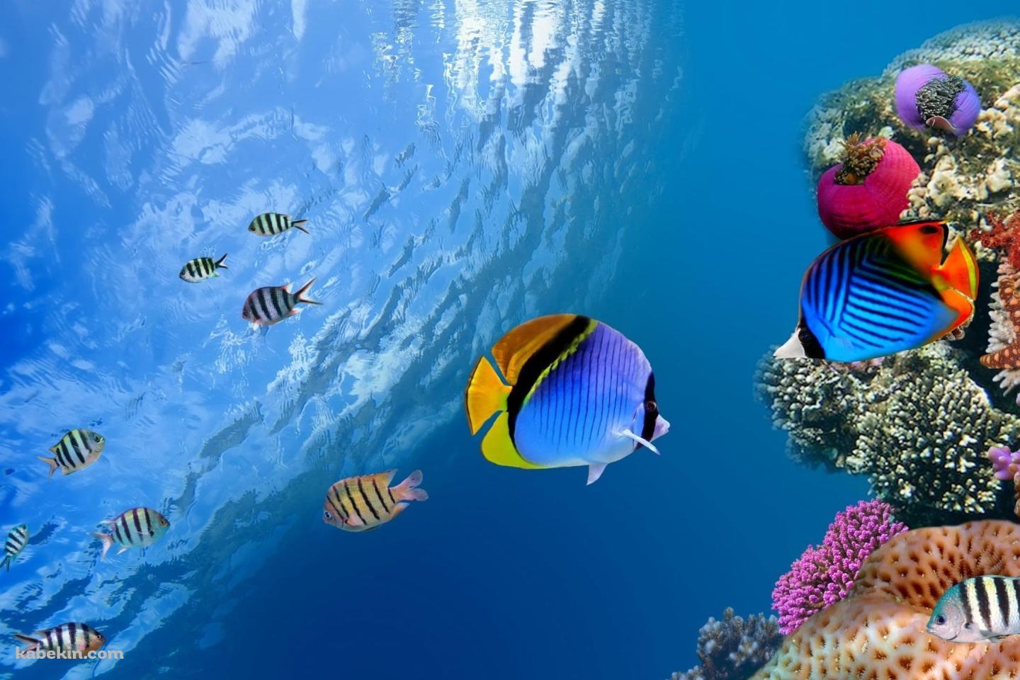 透き通った海と熱帯魚と珊瑚の壁紙(1440px x 960px) 高画質 PC・デスクトップ用