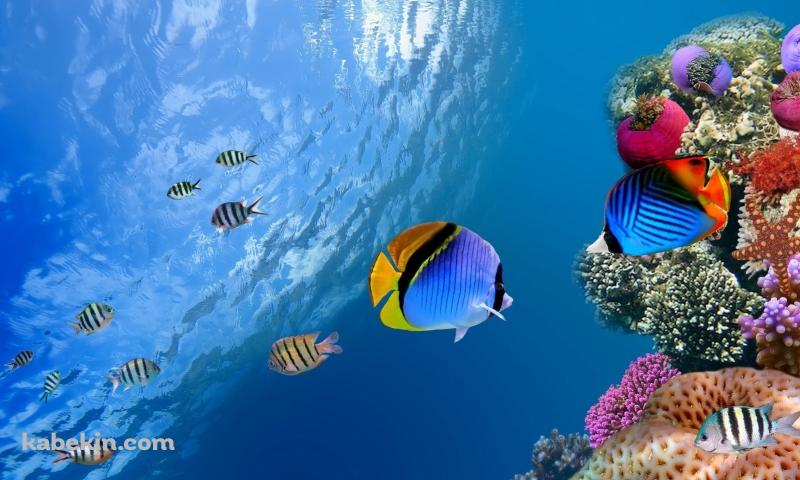 透き通った海と熱帯魚と珊瑚の壁紙(800px x 480px) 高画質 PC・デスクトップ用