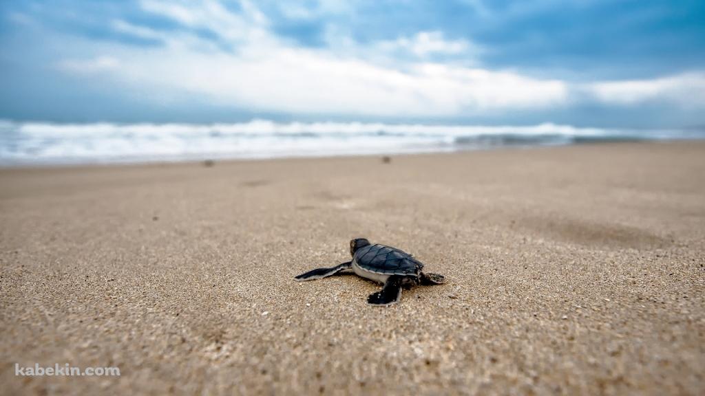 海に向かって砂浜を這うウミガメの赤ちゃんの壁紙(1024px x 576px) 高画質 PC・デスクトップ用