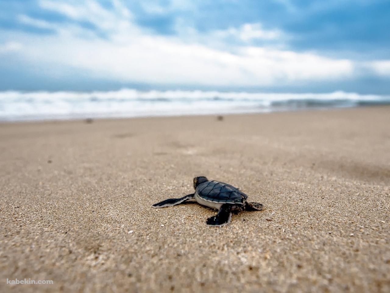 海に向かって砂浜を這うウミガメの赤ちゃんの壁紙(1280px x 960px) 高画質 PC・デスクトップ用