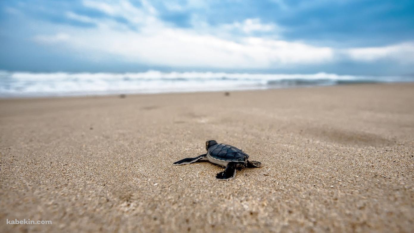 海に向かって砂浜を這うウミガメの赤ちゃんの壁紙(1391px x 783px) 高画質 PC・デスクトップ用