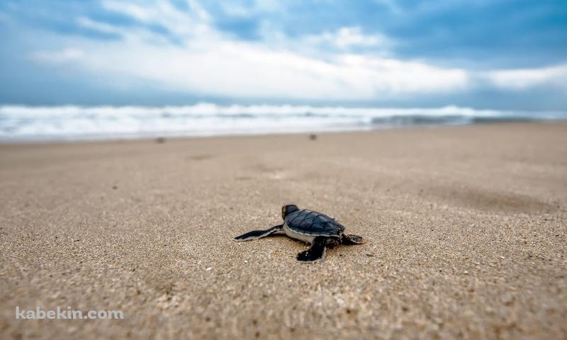 海に向かって砂浜を這うウミガメの赤ちゃんの壁紙(800px x 480px) 高画質 PC・デスクトップ用