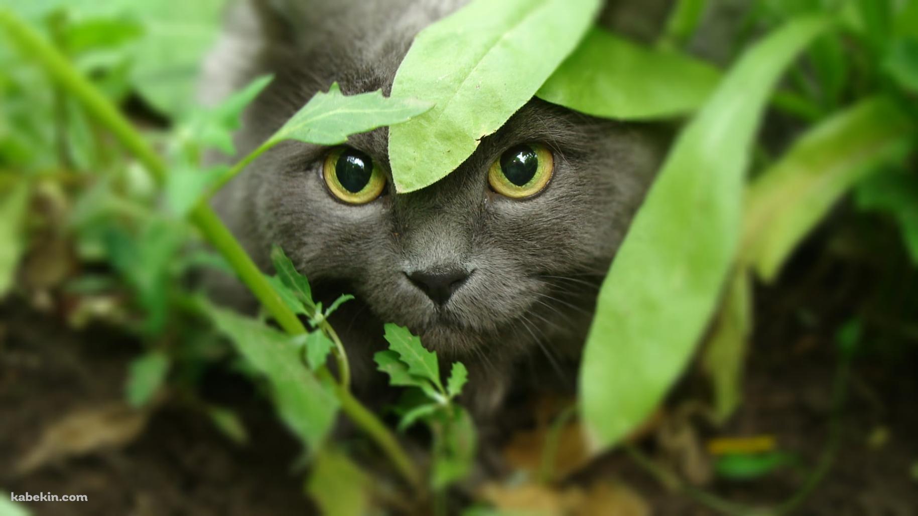 草むらからこちらを見つめる黒い猫の壁紙(1829px x 1029px) 高画質 PC・デスクトップ用
