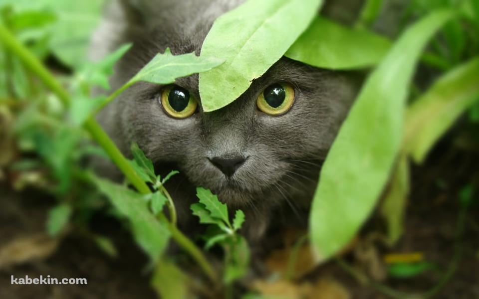 草むらからこちらを見つめる黒い猫の壁紙(960px x 600px) 高画質 PC・デスクトップ用
