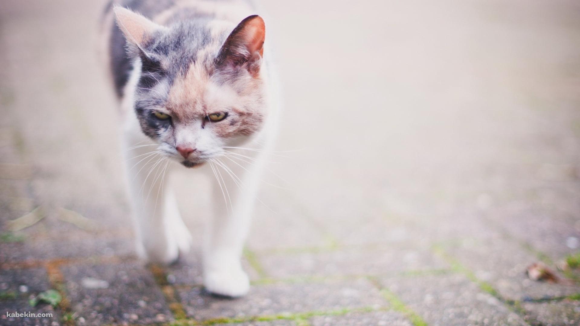 人相の悪い野良猫の壁紙(1920px x 1080px) 高画質 PC・デスクトップ用
