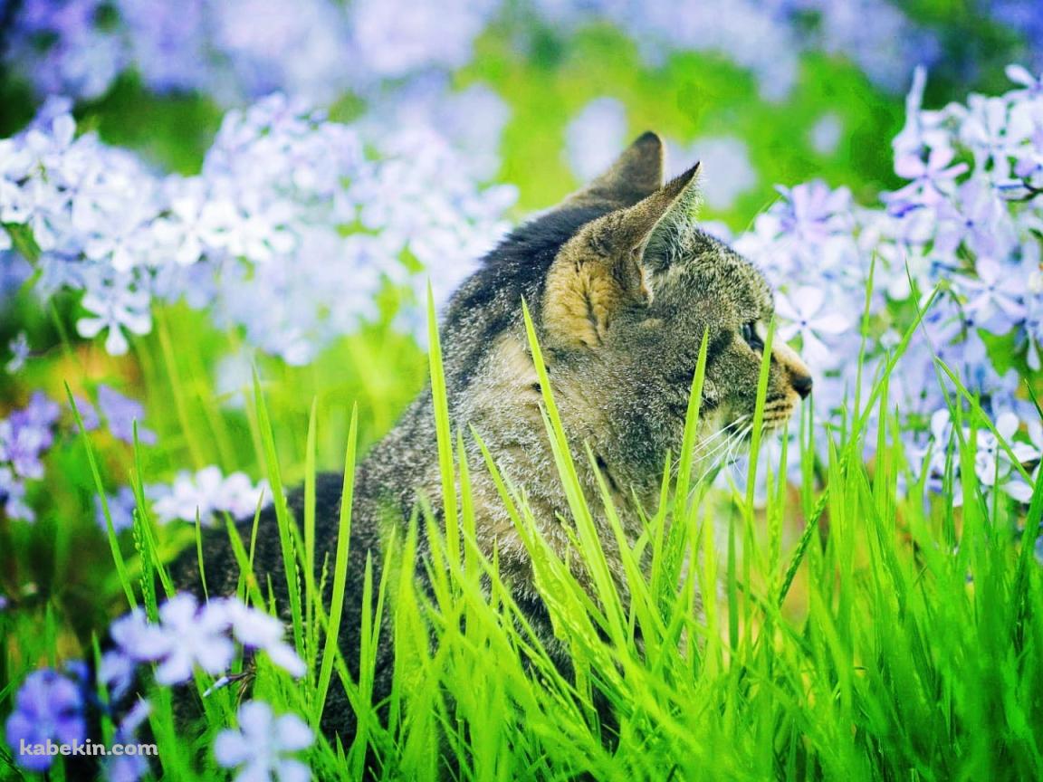 淡い紫の花と横向きの猫の壁紙(1152px x 864px) 高画質 PC・デスクトップ用