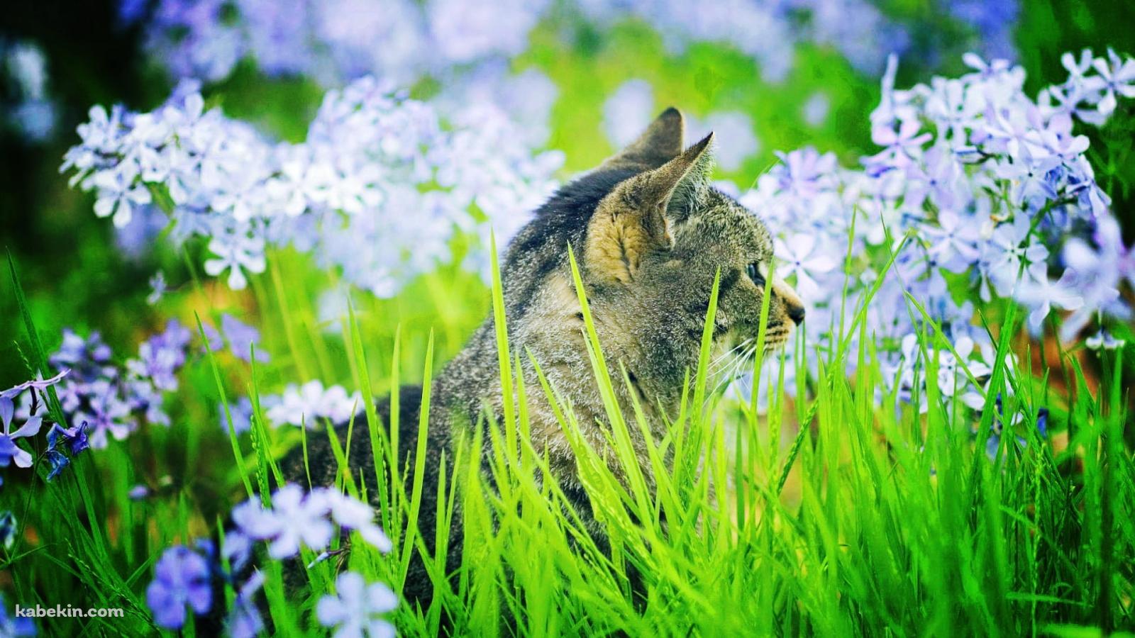淡い紫の花と横向きの猫の壁紙(1600px x 900px) 高画質 PC・デスクトップ用