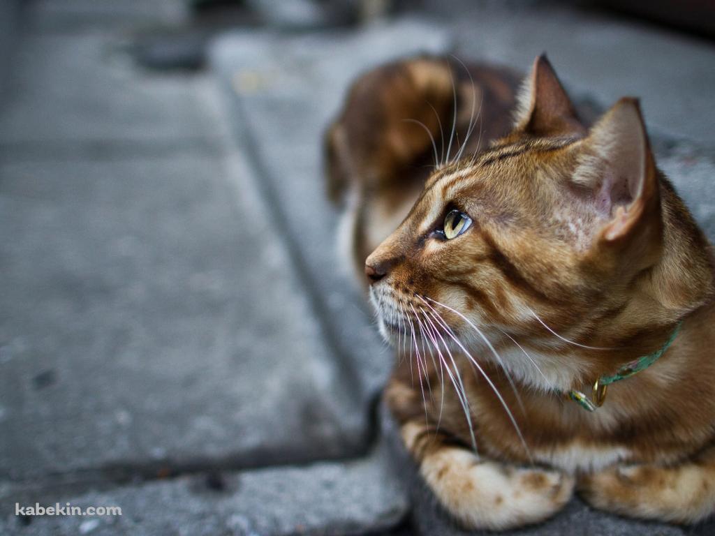 石畳の道の上で休む茶色い猫の壁紙(1024px x 768px) 高画質 PC・デスクトップ用