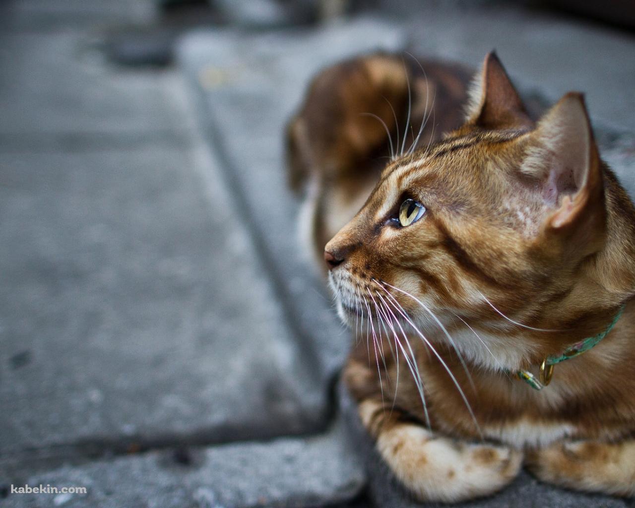 石畳の道の上で休む茶色い猫の壁紙(1280px x 1024px) 高画質 PC・デスクトップ用