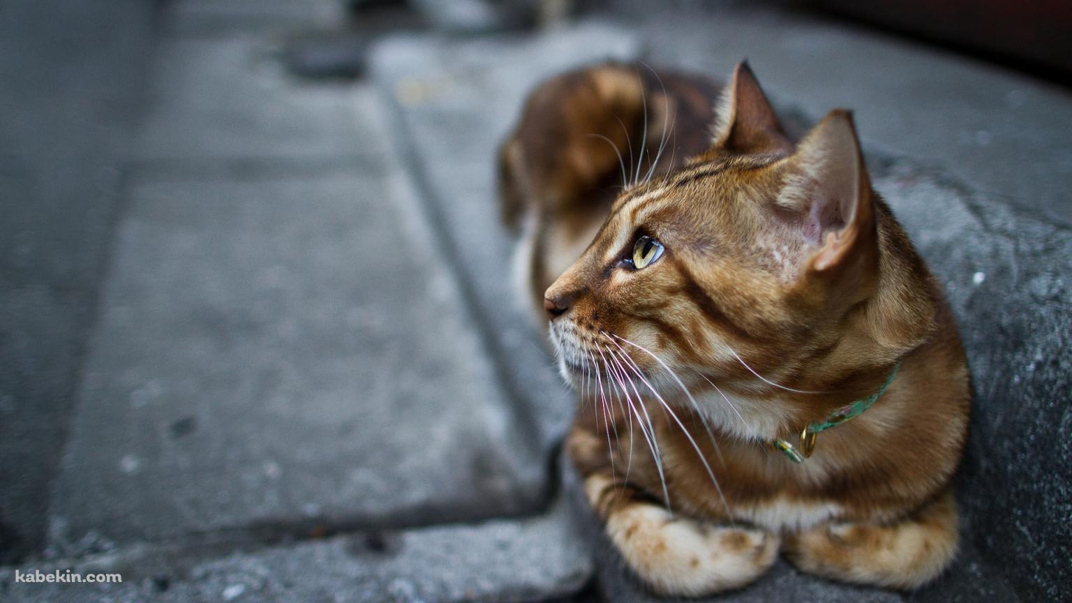 石畳の道の上で休む茶色い猫の壁紙(1536px x 864px) 高画質 PC・デスクトップ用
