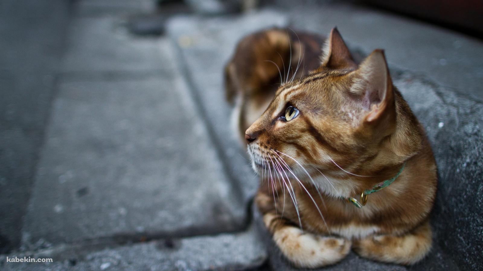 石畳の道の上で休む茶色い猫の壁紙(1600px x 900px) 高画質 PC・デスクトップ用