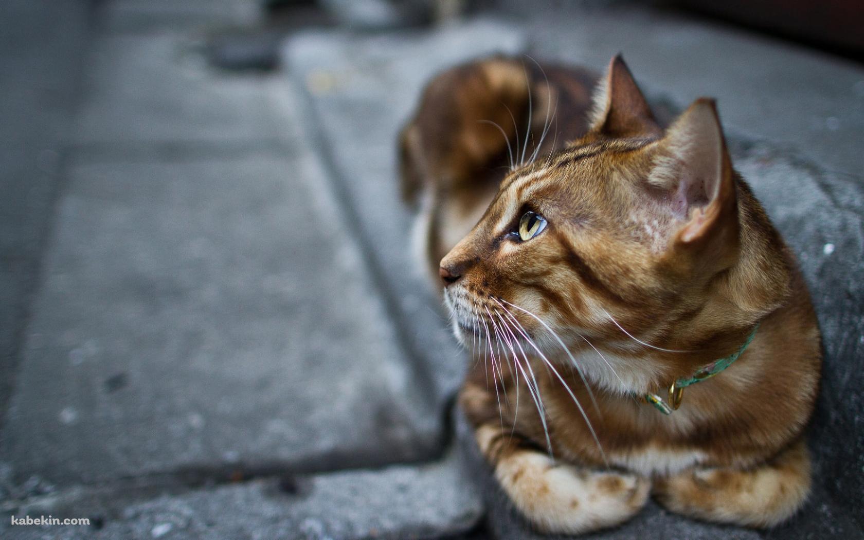 石畳の道の上で休む茶色い猫の壁紙(1680px x 1050px) 高画質 PC・デスクトップ用