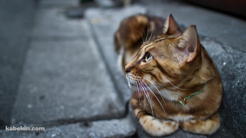 石畳の道の上で休む茶色い猫の壁紙(960px x 540px) 高画質 PC・デスクトップ用