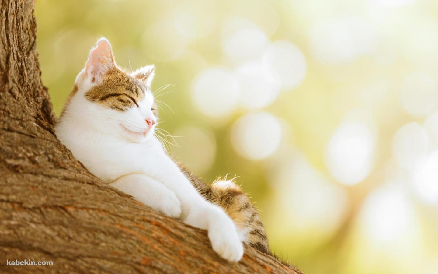 木の幹で寝る可愛い猫の壁紙(1440px x 900px) 高画質 PC・デスクトップ用