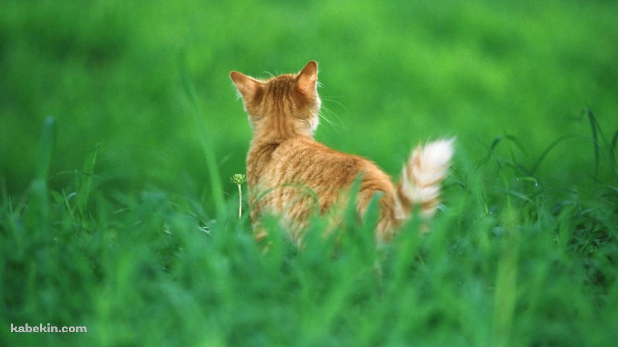 緑の草原と野良猫の後ろ姿の壁紙(1242px x 698px) 高画質 PC・デスクトップ用