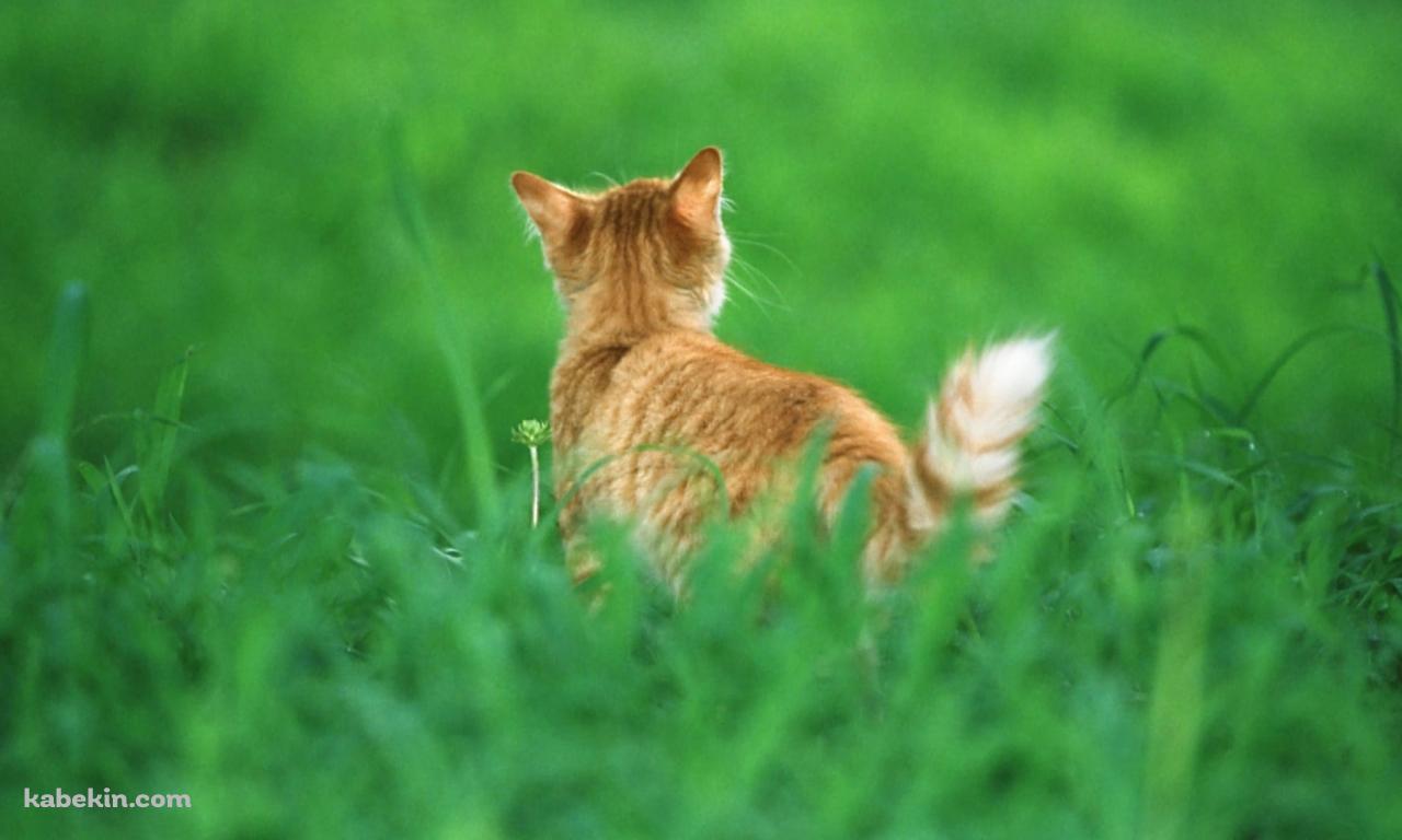 緑の草原と野良猫の後ろ姿の壁紙(1280px x 768px) 高画質 PC・デスクトップ用