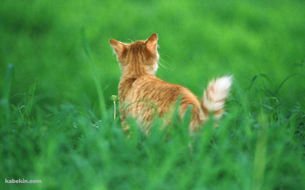 緑の草原と野良猫の後ろ姿の壁紙(1280px x 800px) 高画質 PC・デスクトップ用