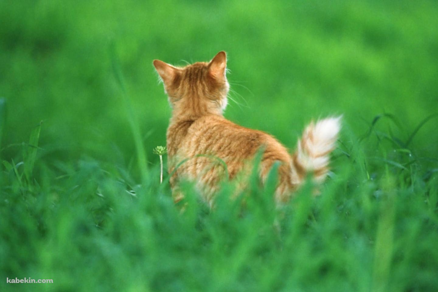緑の草原と野良猫の後ろ姿の壁紙(1440px x 960px) 高画質 PC・デスクトップ用