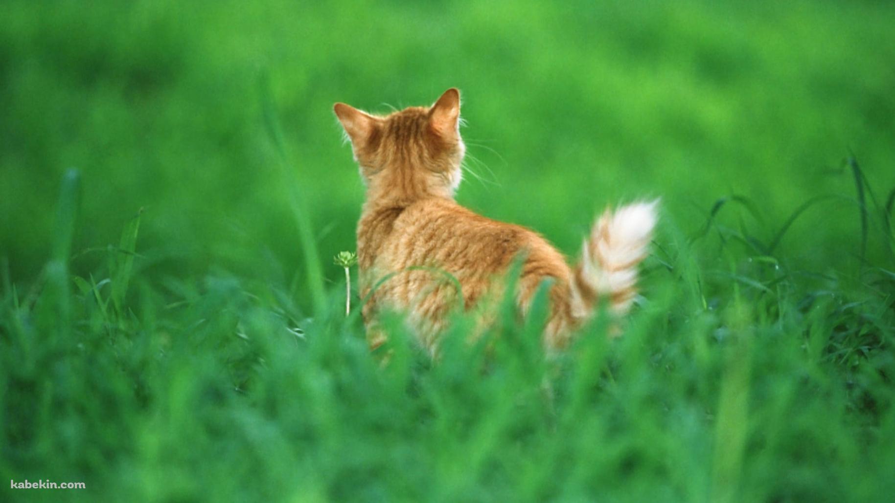 緑の草原と野良猫の後ろ姿の壁紙(1829px x 1029px) 高画質 PC・デスクトップ用