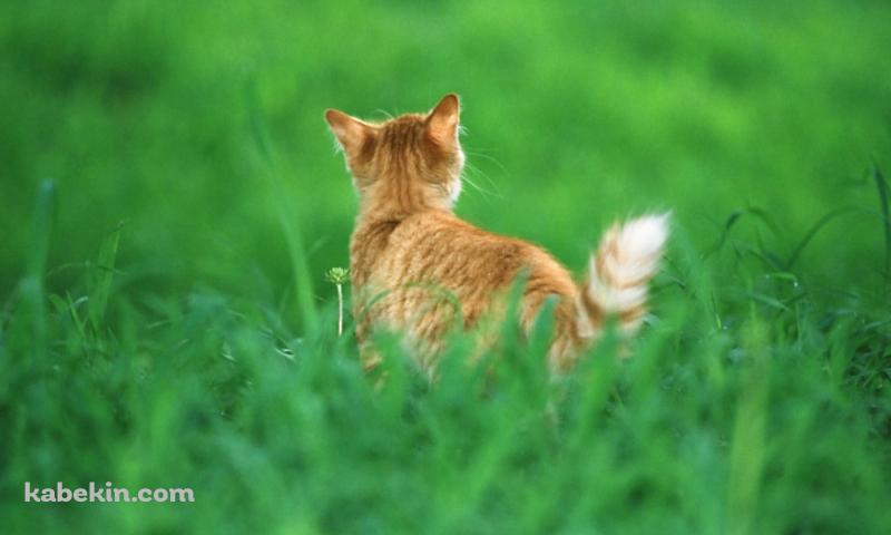 緑の草原と野良猫の後ろ姿の壁紙(800px x 480px) 高画質 PC・デスクトップ用