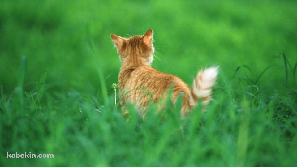緑の草原と野良猫の後ろ姿の壁紙(960px x 540px) 高画質 PC・デスクトップ用