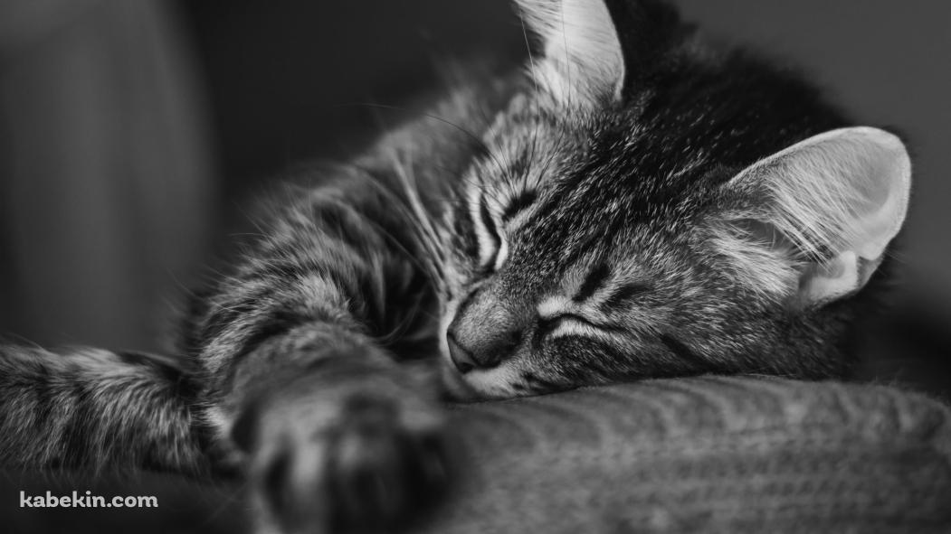 眠る猫 / モノクロ / 可愛いの壁紙(1051px x 591px) 高画質 PC・デスクトップ用