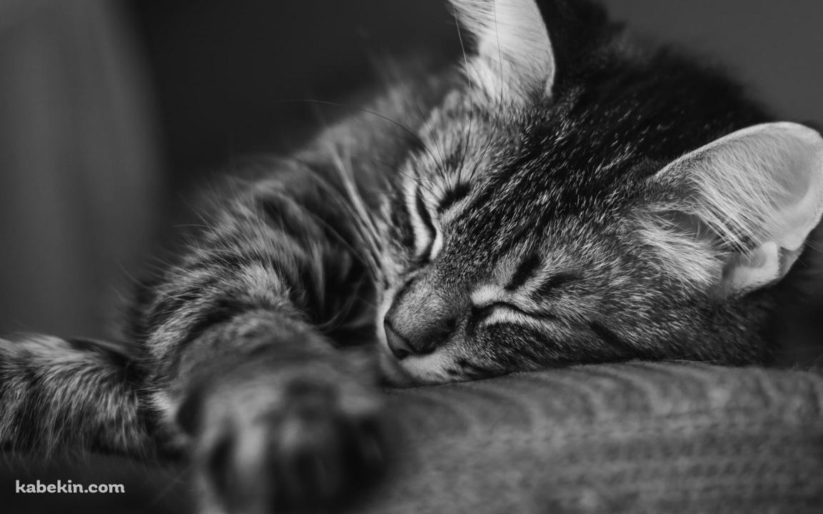 眠る猫 / モノクロ / 可愛いの壁紙(1152px x 720px) 高画質 PC・デスクトップ用