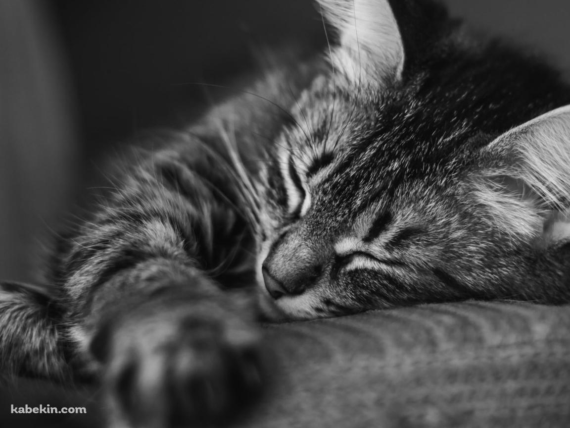 眠る猫 / モノクロ / 可愛いの壁紙(1152px x 864px) 高画質 PC・デスクトップ用
