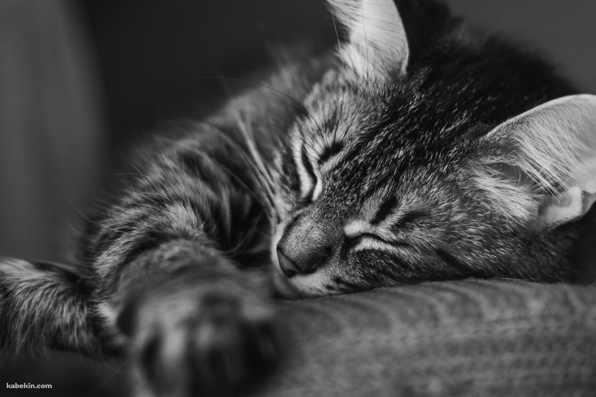 眠る猫 / モノクロ / 可愛いの壁紙(2000px x 1333px) 高画質 PC・デスクトップ用