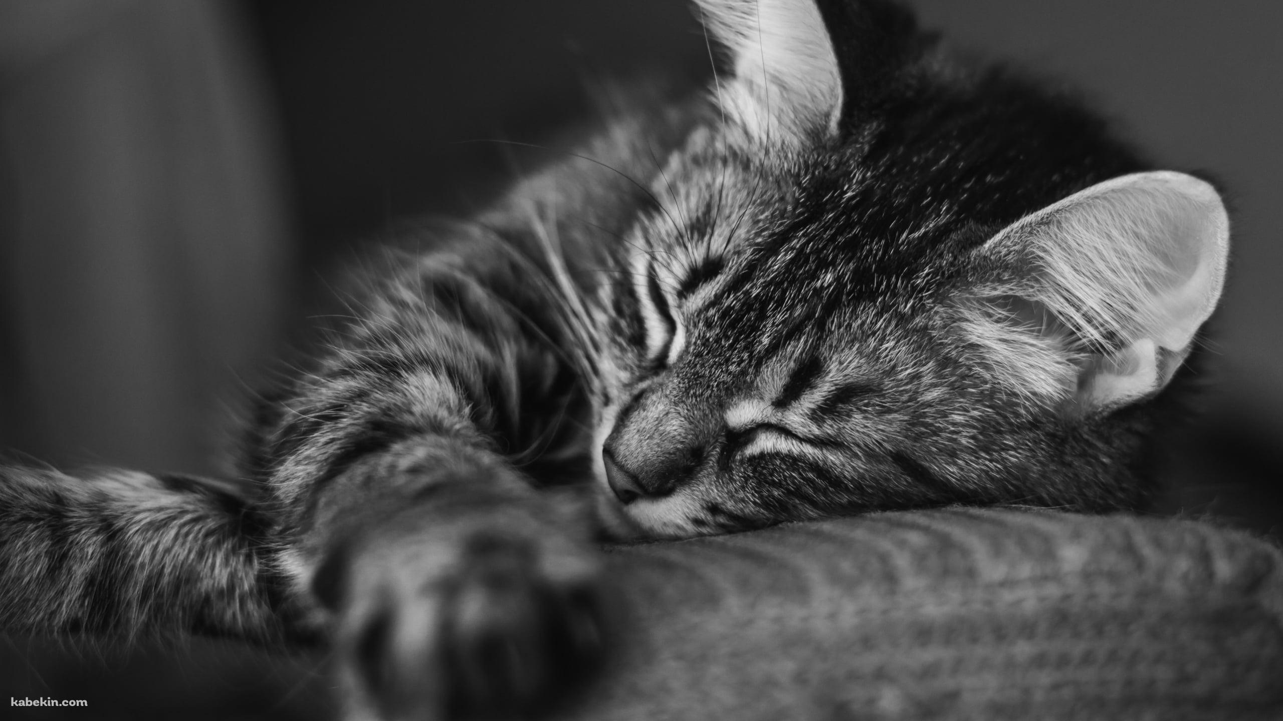 眠る猫 / モノクロ / 可愛いの壁紙(2560px x 1440px) 高画質 PC・デスクトップ用