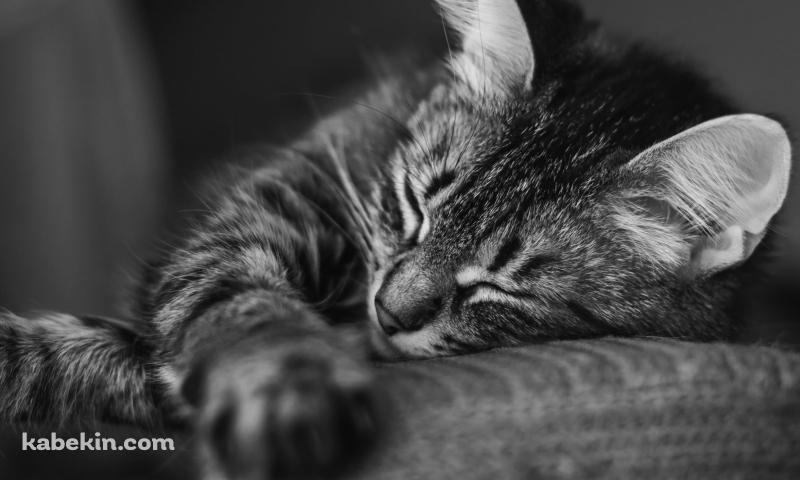 眠る猫 / モノクロ / 可愛いの壁紙(800px x 480px) 高画質 PC・デスクトップ用
