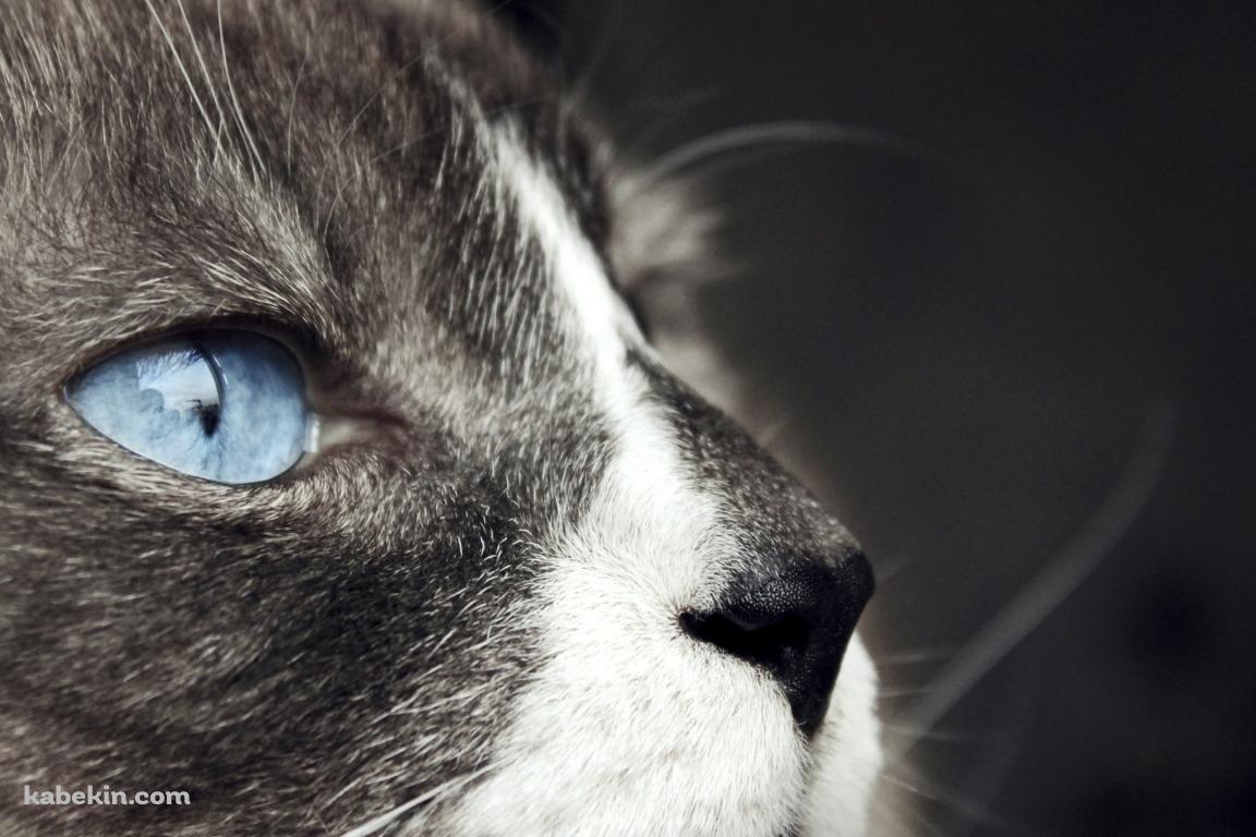 斜め上を見上げる青い瞳の猫の壁紙(1152px x 768px) 高画質 PC・デスクトップ用