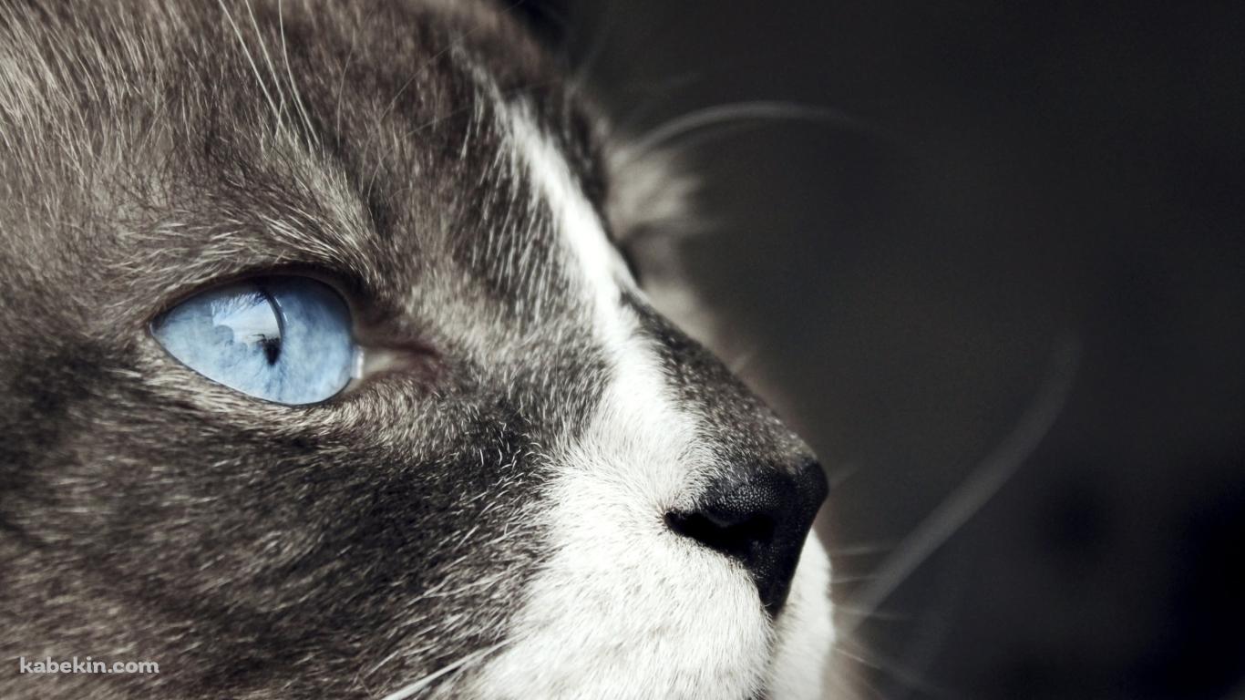 斜め上を見上げる青い瞳の猫の壁紙(1366px x 768px) 高画質 PC・デスクトップ用