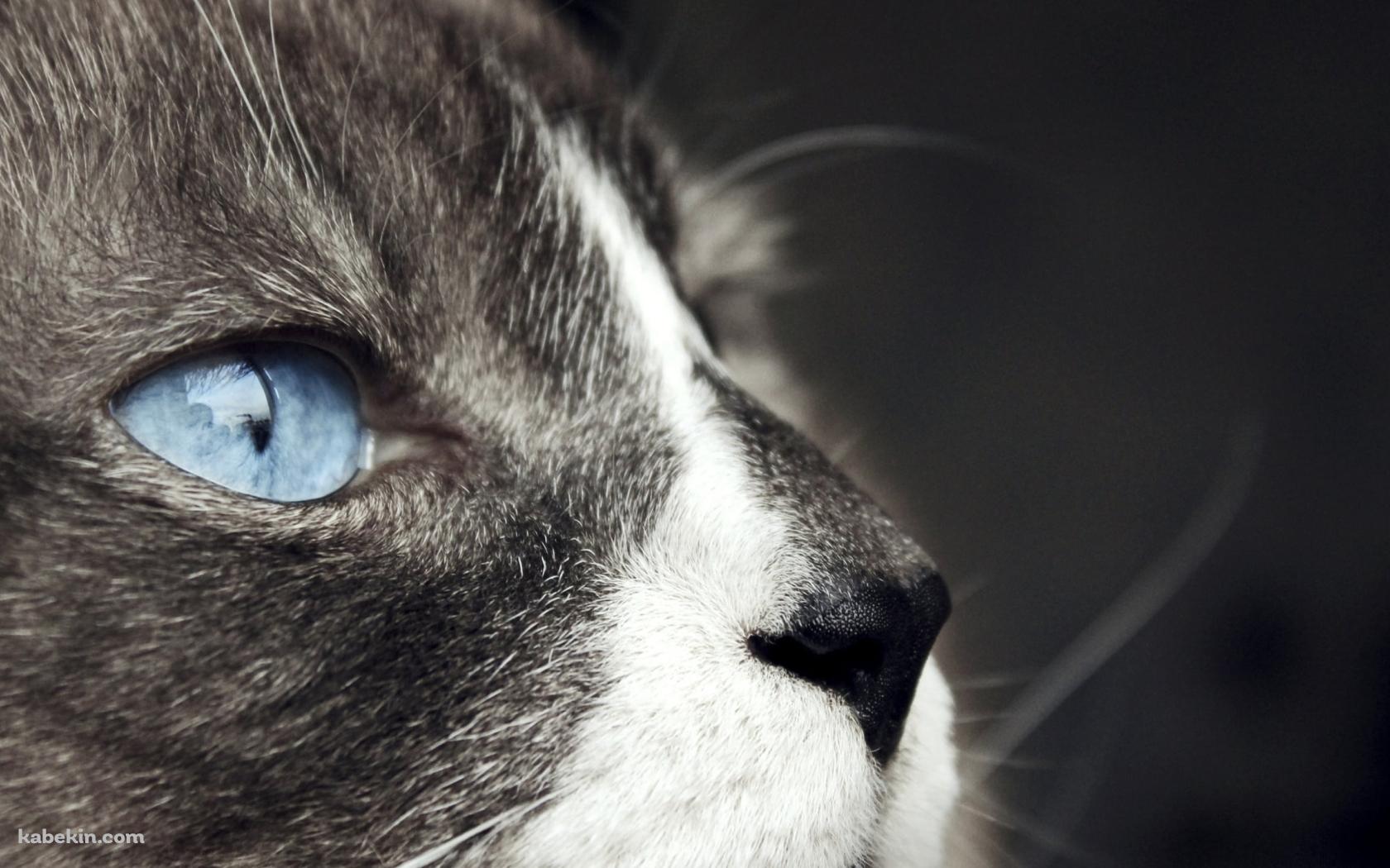 斜め上を見上げる青い瞳の猫の壁紙(1680px x 1050px) 高画質 PC・デスクトップ用