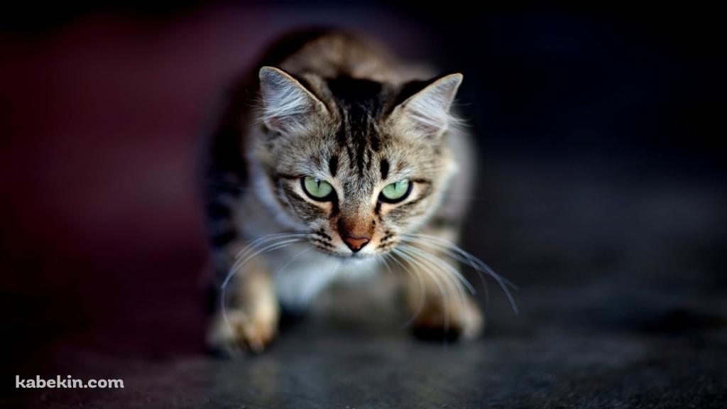 かがんで緑の瞳でこちらを見つめる猫の壁紙(1024px x 576px) 高画質 PC・デスクトップ用