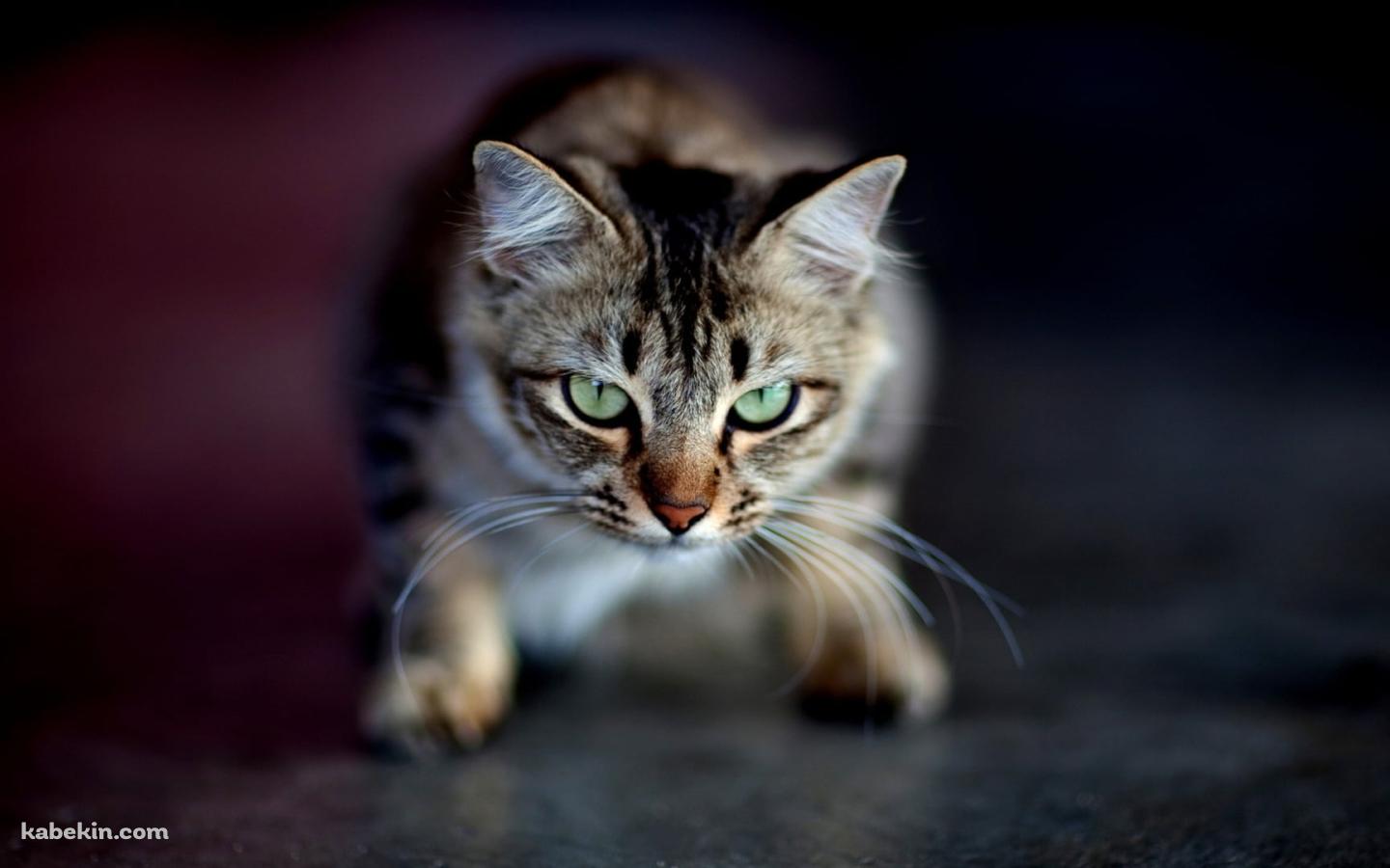 かがんで緑の瞳でこちらを見つめる猫の壁紙(1440px x 900px) 高画質 PC・デスクトップ用