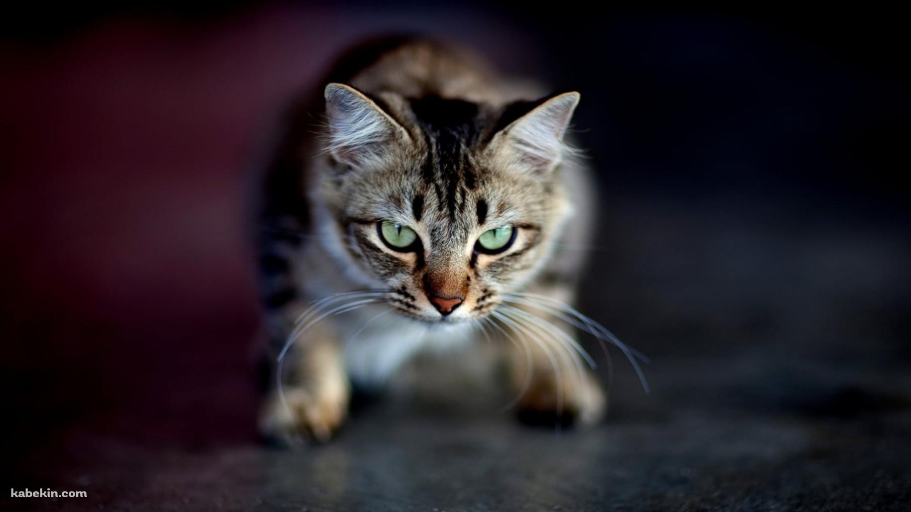 かがんで緑の瞳でこちらを見つめる猫の壁紙(1829px x 1029px) 高画質 PC・デスクトップ用