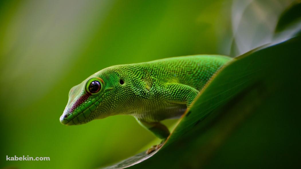 緑の葉に乗る緑のトカゲの壁紙(1051px x 591px) 高画質 PC・デスクトップ用