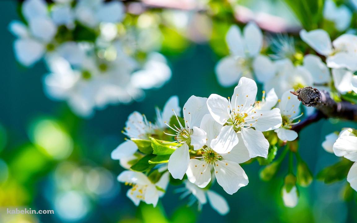 綺麗な白い花 / 梅の壁紙(1152px x 720px) 高画質 PC・デスクトップ用