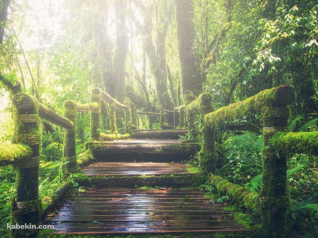 ジャングルの中の遊歩道 / Walking trail through the jungleの壁紙(1024px x 768px) 高画質 PC・デスクトップ用