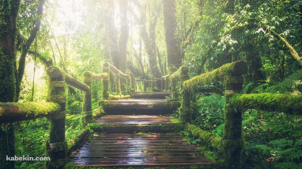 ジャングルの中の遊歩道 / Walking trail through the jungleの壁紙(1051px x 591px) 高画質 PC・デスクトップ用