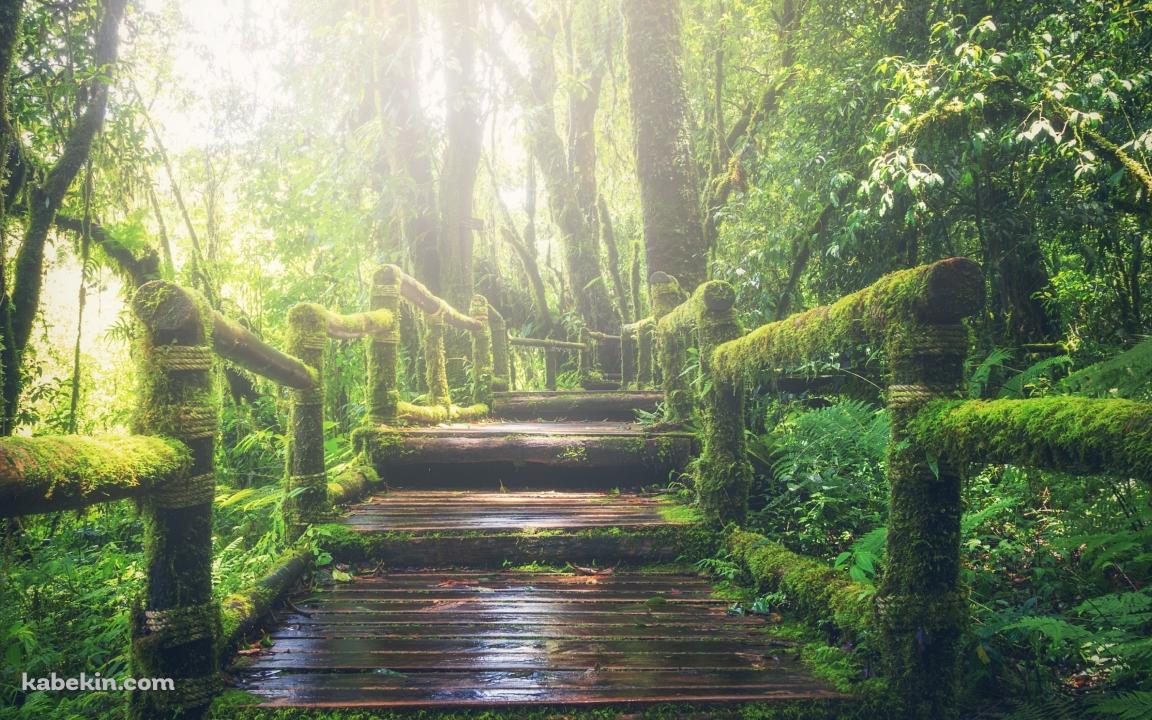 ジャングルの中の遊歩道 / Walking trail through the jungleの壁紙(1152px x 720px) 高画質 PC・デスクトップ用