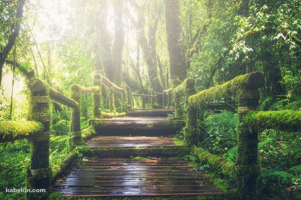 ジャングルの中の遊歩道 / Walking trail through the jungleの壁紙(1152px x 768px) 高画質 PC・デスクトップ用